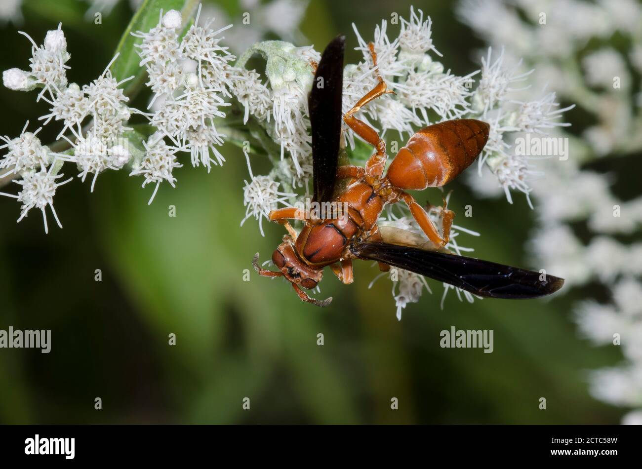 Paper Wasp, Polistes sp., foraging on Lateflowering Thoroughwort, Eupatorium serotinum Stock Photo