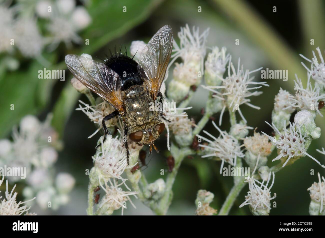 Tachinid Fly, Archytas sp., foraging on Lateflowering Thoroughwort, Eupatorium serotinum Stock Photo