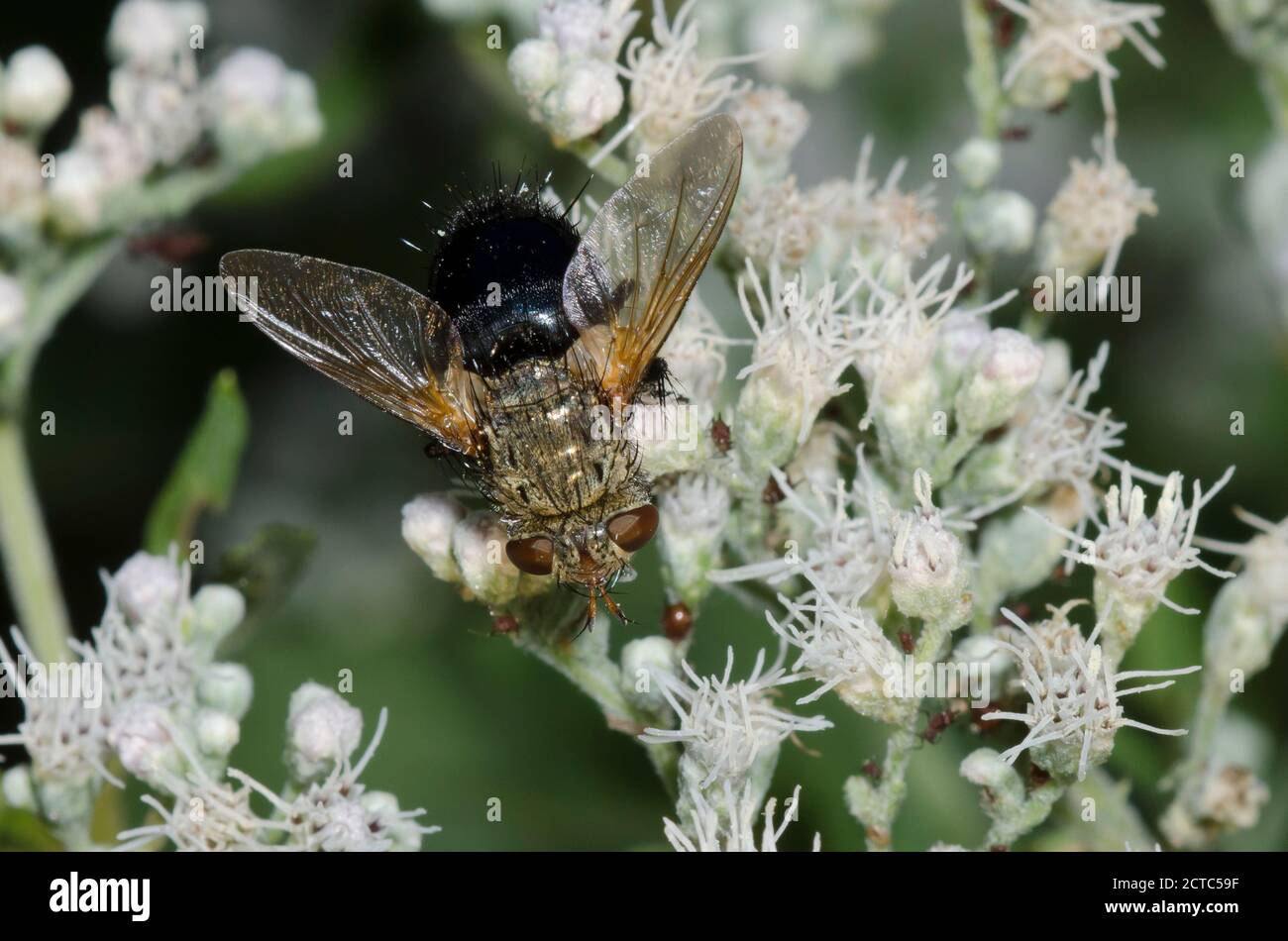 Tachinid Fly, Archytas sp., foraging on Lateflowering Thoroughwort, Eupatorium serotinum Stock Photo