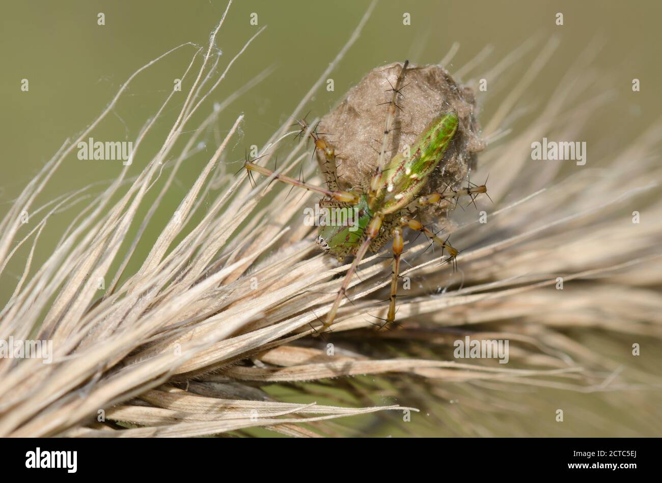Green Lynx Spider, Peucetia viridans, female guarding egg case while perched on Virginia wildrye, Elymus virginicus,  grasshead Stock Photo