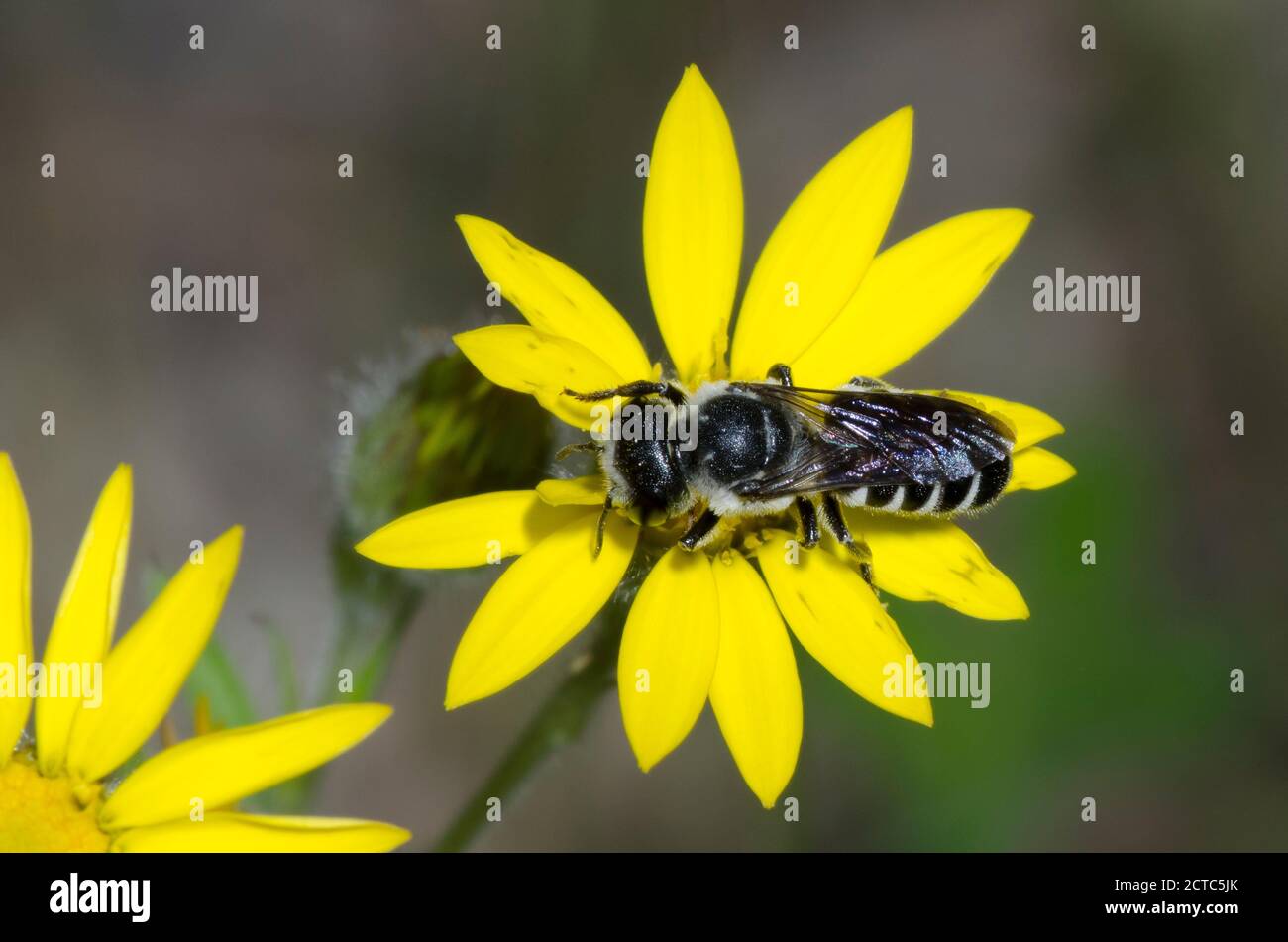 Leaf-cutter Bee, Megachile sp., foraging on soft goldenaster, Bradburia pilosa Stock Photo