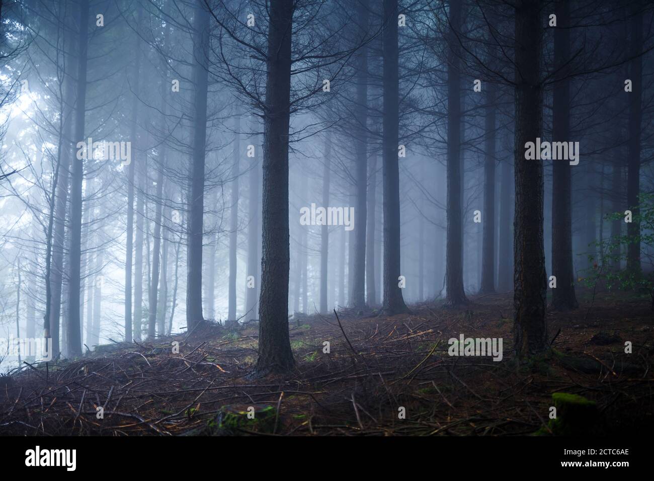 Mesmerizing shot of high trees under the foggy and cloudy sky Stock ...