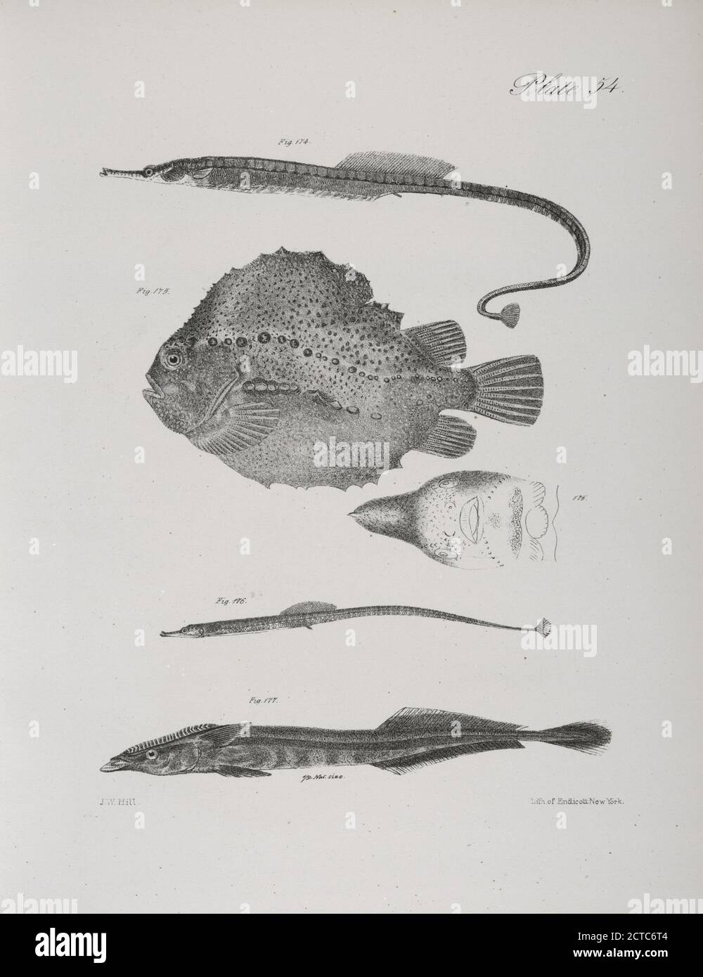 174. The Banded Pipe-fish (Syngnathus fasciatus). 175. The Lump-fish (Lumpus anglorum). View of the under side of the same. 176. The Green Pipe-fish (Syngnathus viridescens). 177. The White-tailed Remora (Echeneis albicauda)., still image, Prints, 1842 - 1844, De Kay, James E. (James Ellsworth), 1792-1851 Stock Photo