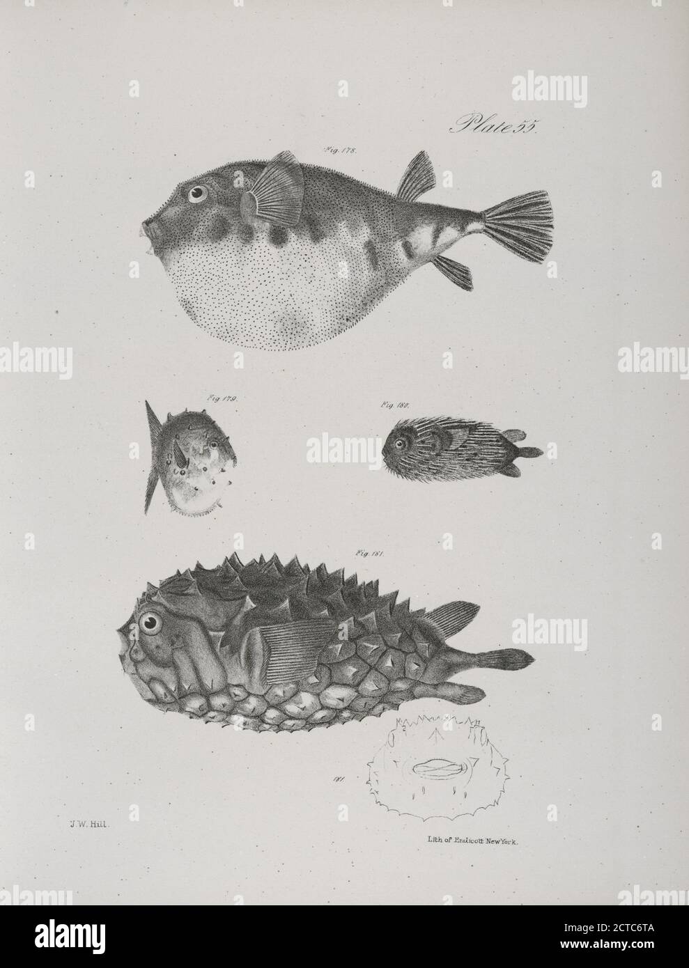 178. The Common Puffer (Tetraodon turgidus). 179. The Small Globe-fish (Acanthosoma catinatum). 180. The Hairy Balloon-fish (Diodon pilosus). 181. The Unspoted Balloon-fish (D. fuliginosus)., still image, Prints, 1842 - 1844, De Kay, James E. (James Ellsworth), 1792-1851 Stock Photo