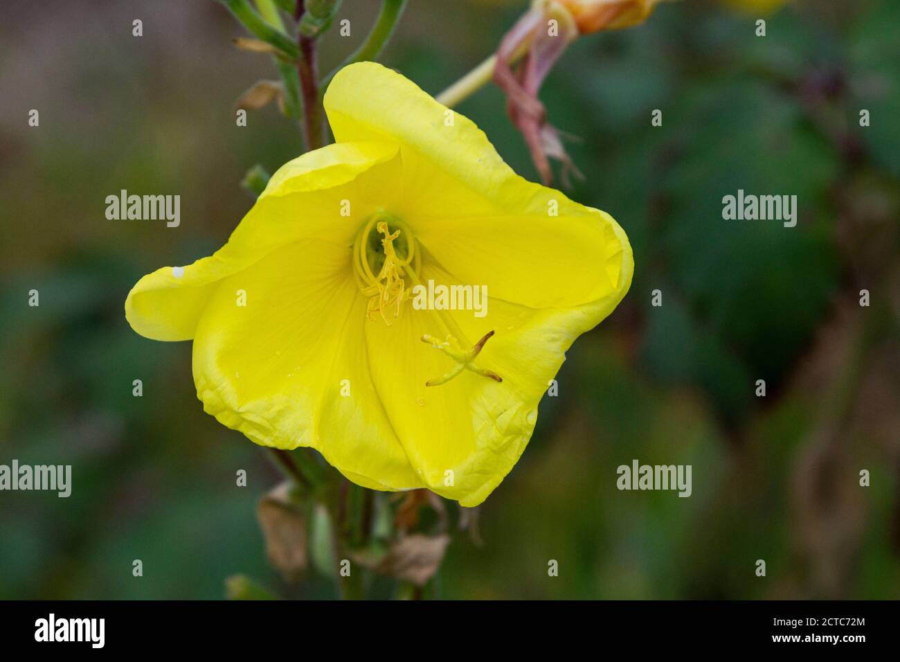 The flower of a common evening-primrose (Oenothera biennis) Stock Photo