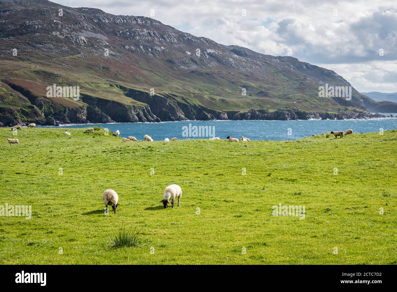 A herd of sheep grazing in a field on the wild coast of County Donegal in Ireland Stock Photo