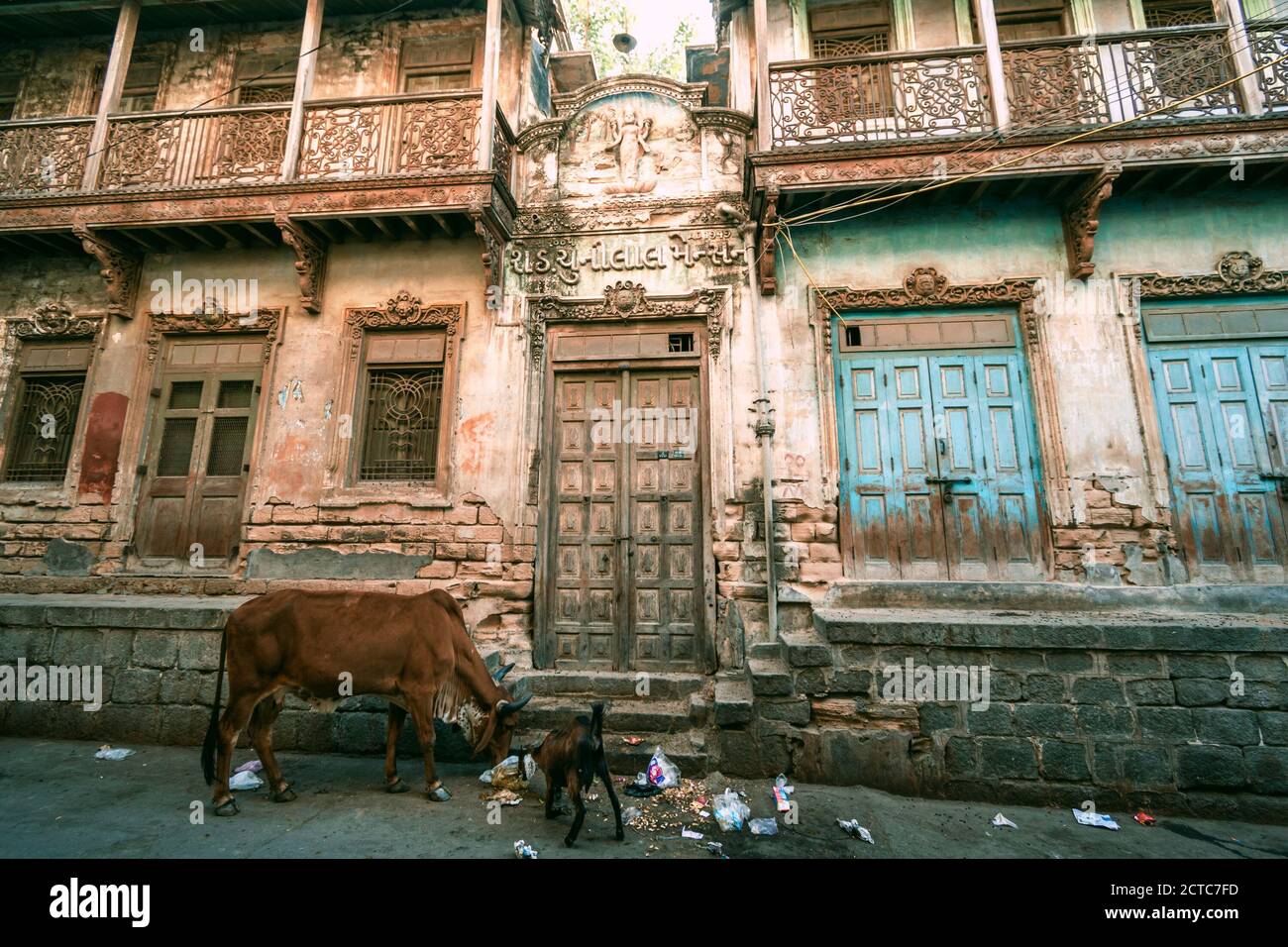 Cow outside an old house in Jamnagar Stock Photo Alamy