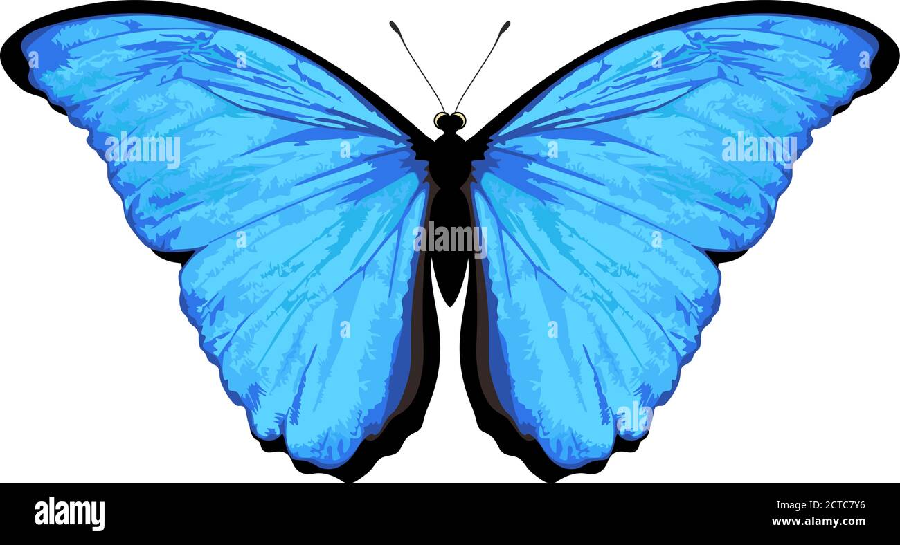 Vector butterfly isolated on white. Morpho rhetenor Stock Vector Image &amp; Art - Alamy