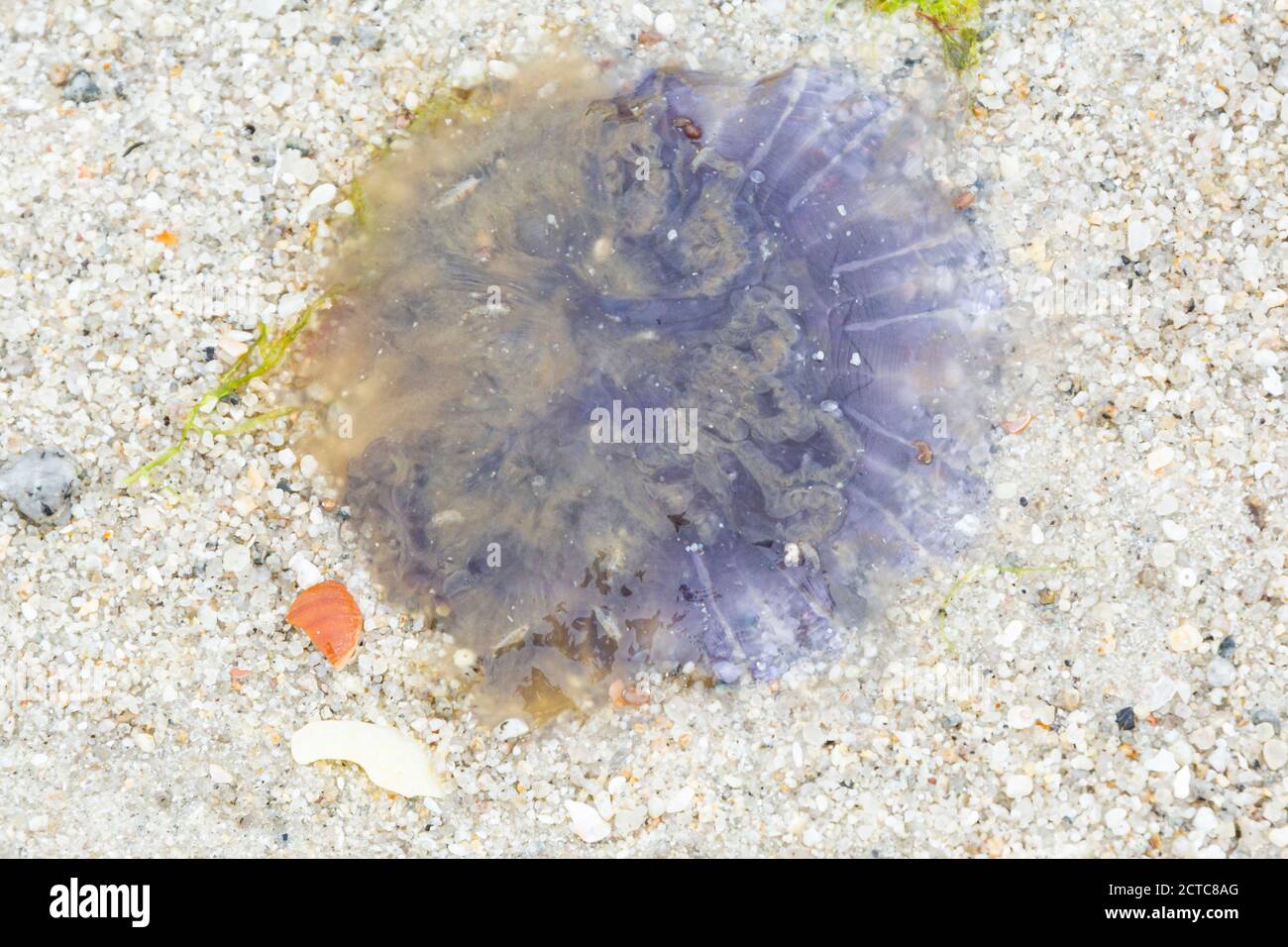A blue jellyfish (Cyanea lamarckii) washed up on a beach Stock Photo