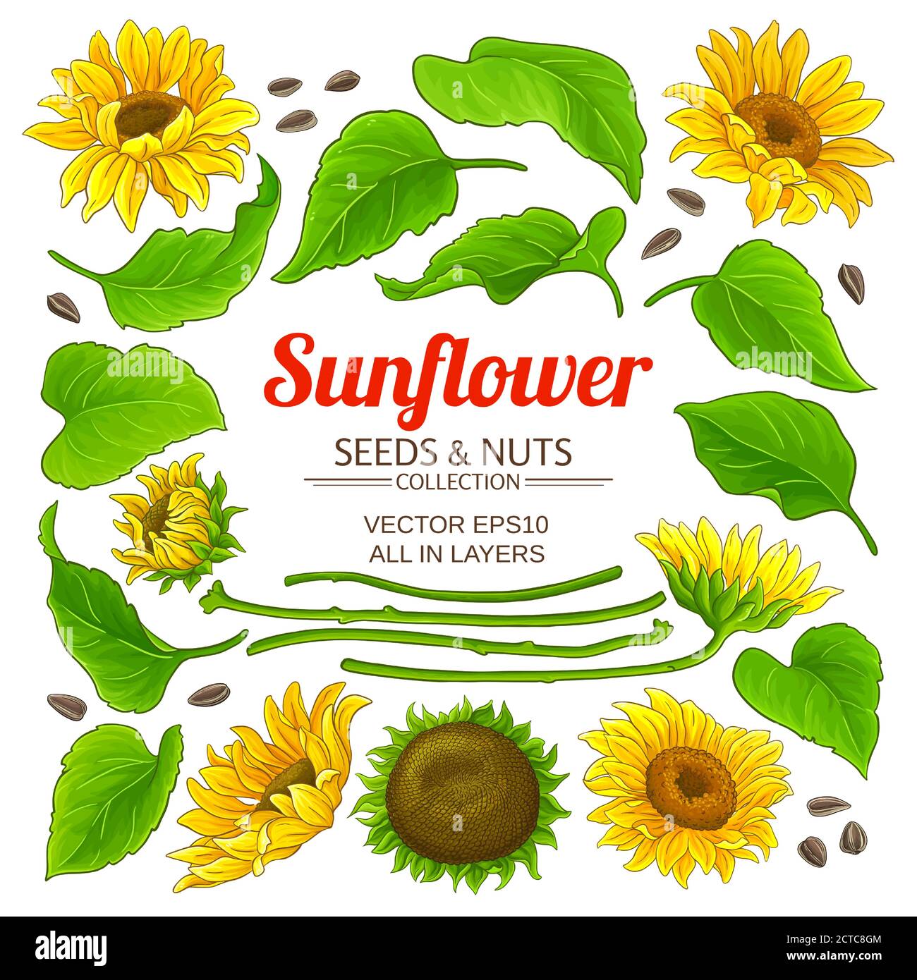 sunflower elements set on white background Stock Vector