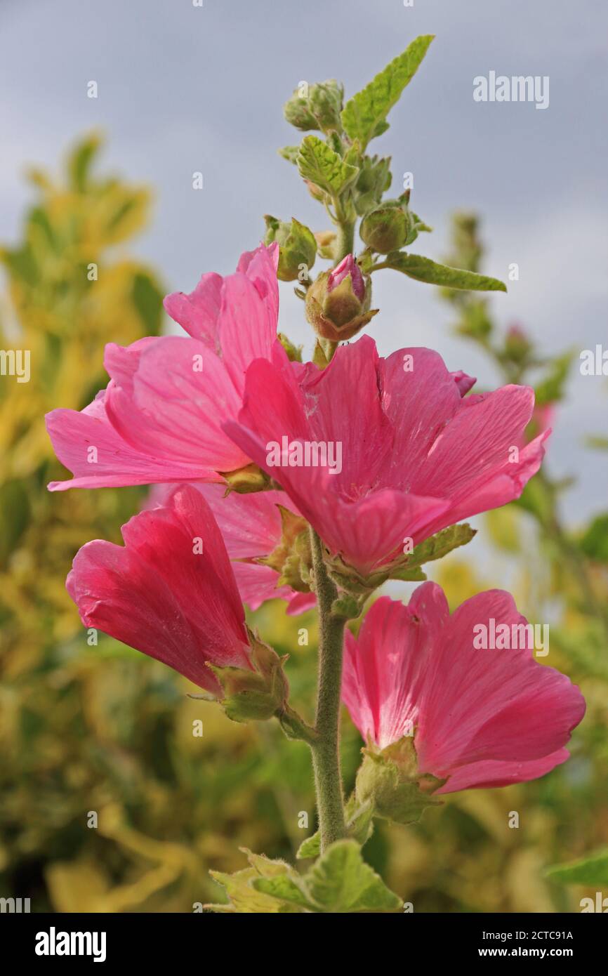 Pink Lavatera flowers Stock Photo