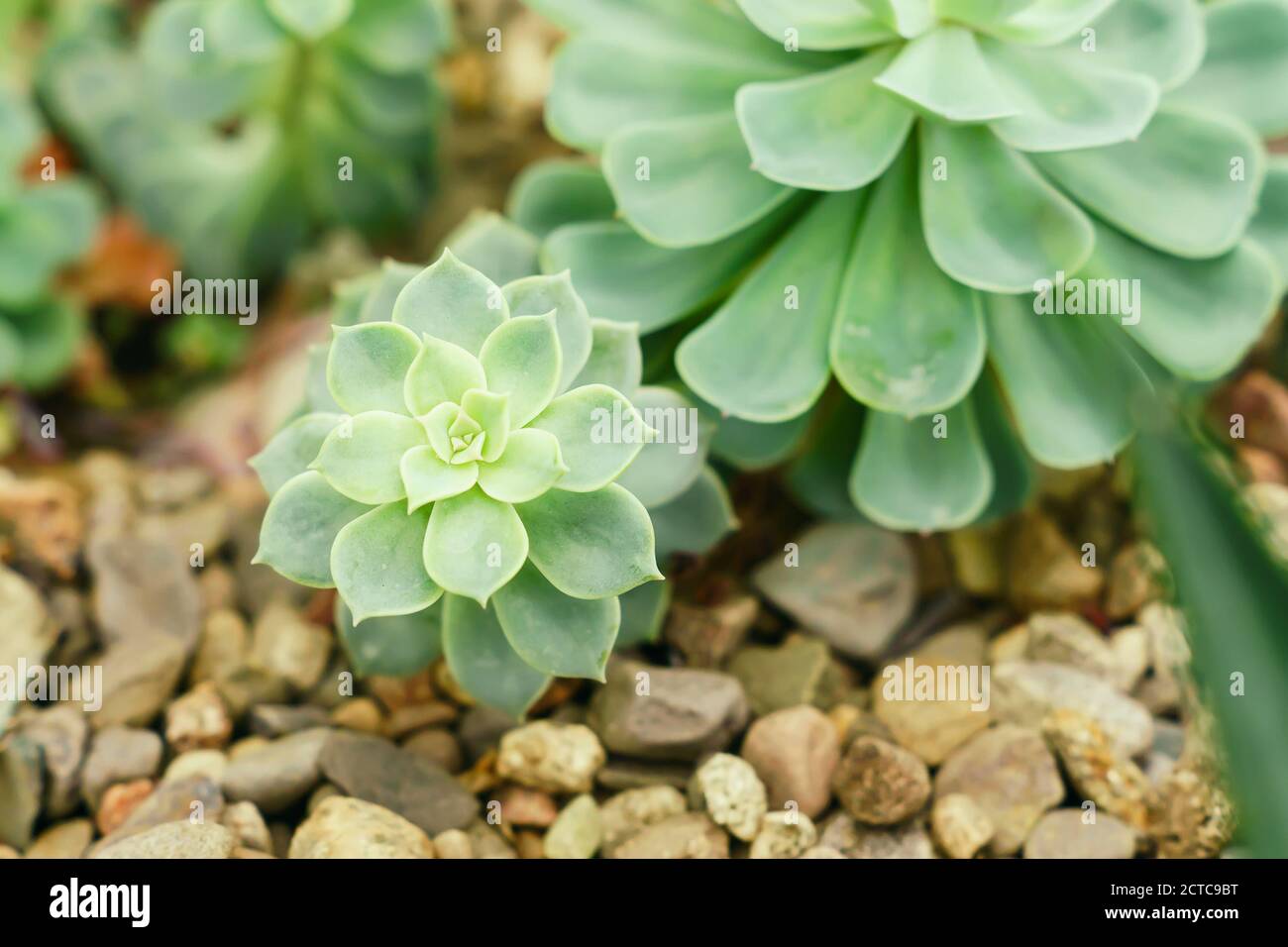 close up of  rosetted echeveria, Succulents in desert botanical garden with sand stone pebbles background Stock Photo