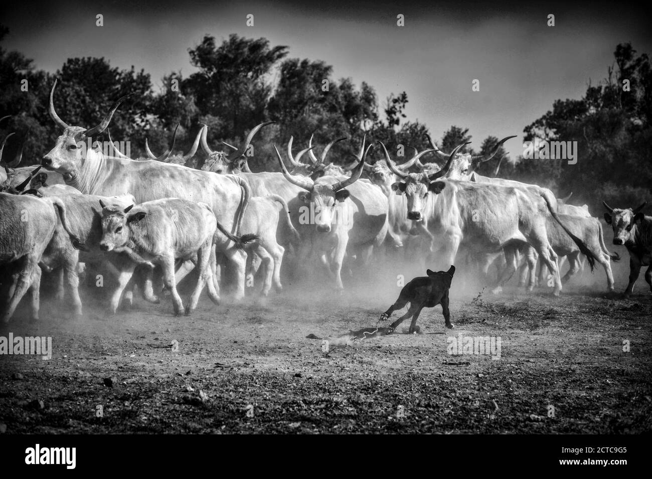 Shepherd dog is herding the grey cattle in rural Hungary Stock Photo