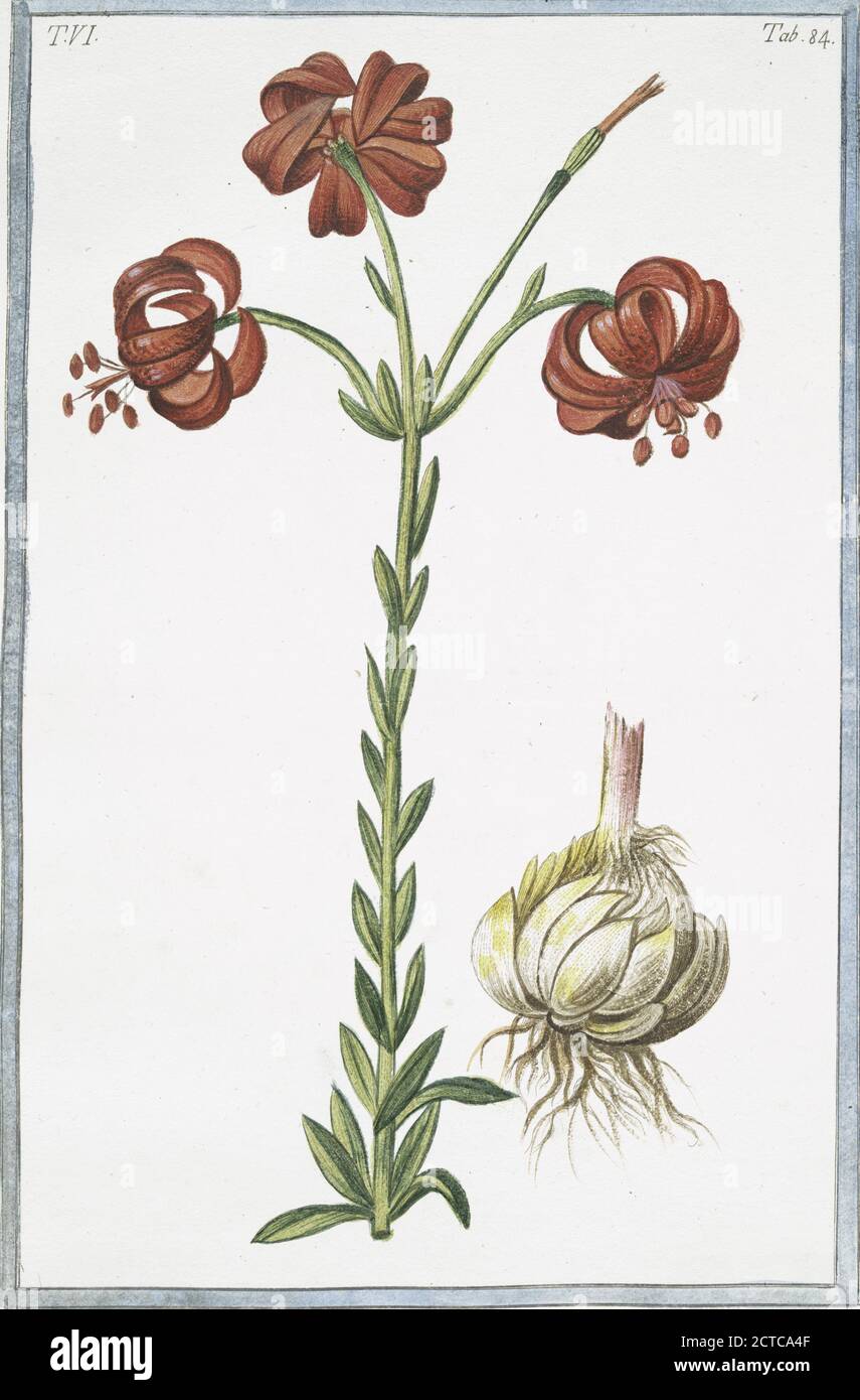 Lilium purpureo, sanguineum flore reflexo = Ricci di Dama = Lys., still image, 1772 - 1793, Bonelli, Giorgio (b. 1724), Martelli, Niccoló (1735-1829 Stock Photo