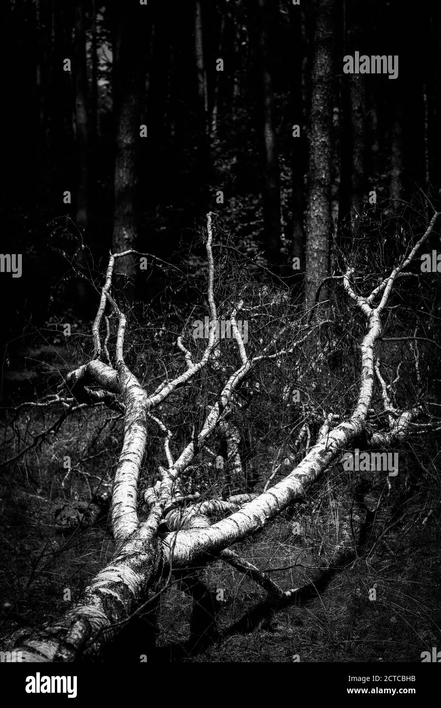 Birch fallen down by fierce tempest in the middle of young forest, black and white image Stock Photo