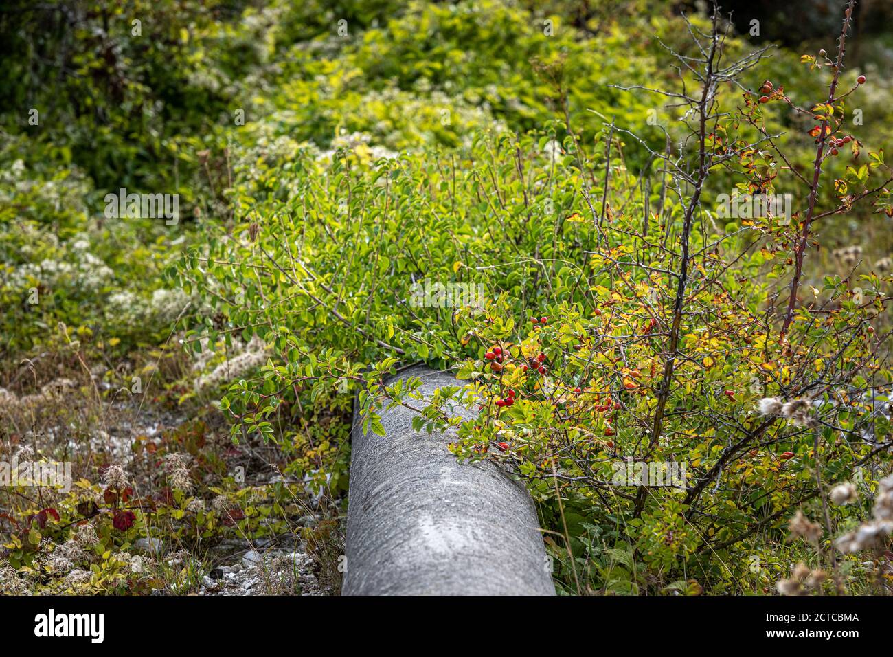 Red rosehip and green bush in an urban environment. A green blurry background Stock Photo