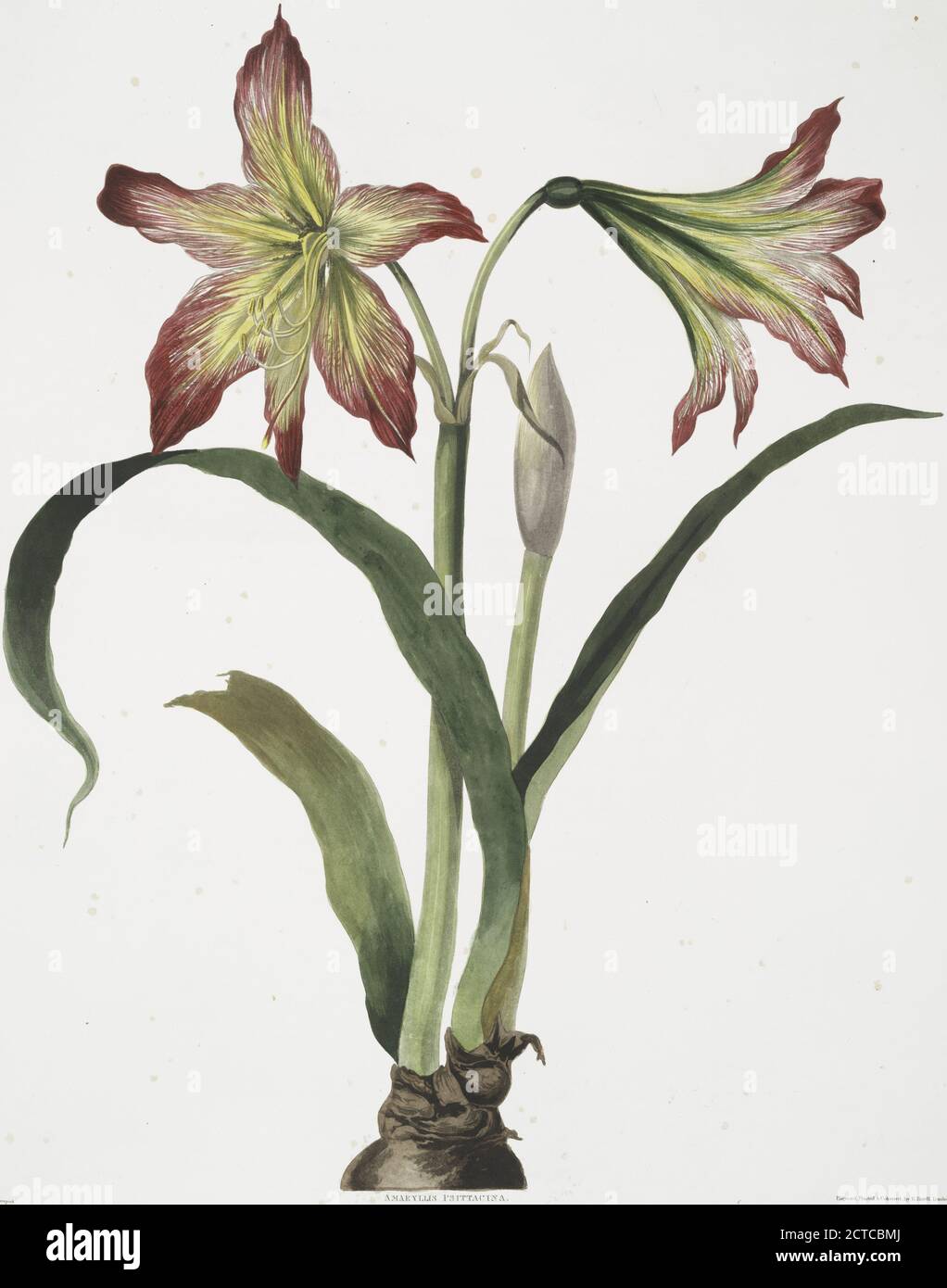 Amaryllis psittacina Parrotlily, Parrot flower, Red parrot beak, New Zealand Christmas bell, still image, 1834, Havell, Robert, 1793-1878, Bury, Priscilla Susan Stock Photo