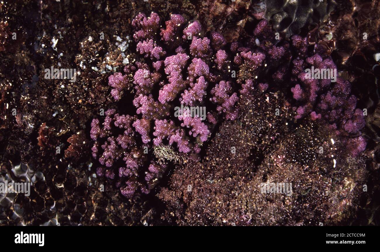 Stylophora pistillata, commonly known as hood coral or smooth cauliflower coral, during low tide (Bali) Stock Photo