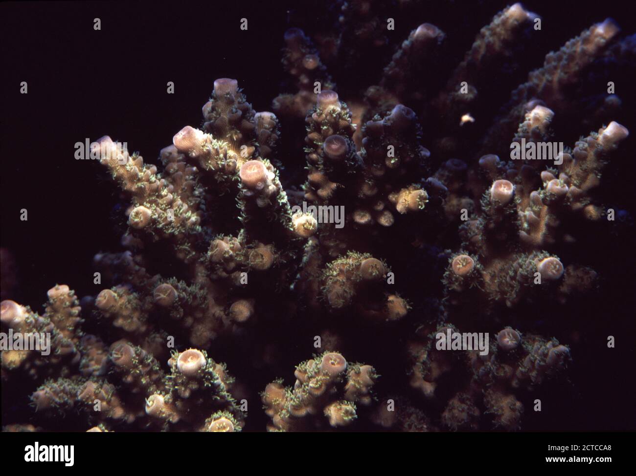 Staghorn stony coral, Acropora sp. Stock Photo