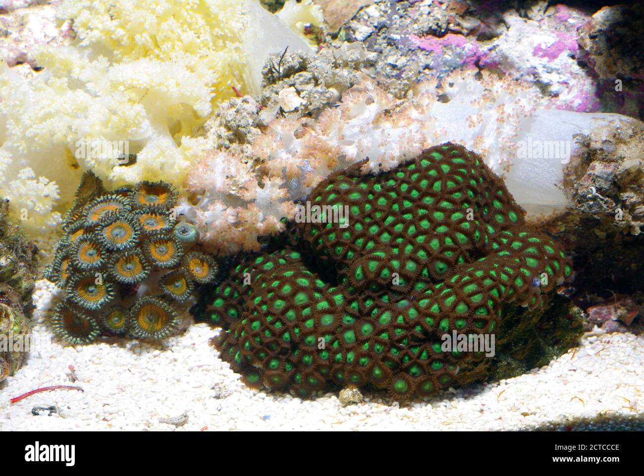 Zoanthid (Palythoa sp. ) and Brain coral (Favia sp.) in aquarium Stock Photo