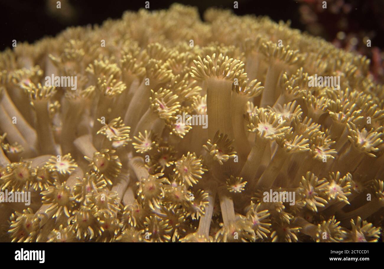 Flowerpot or daisy coral (Goniopora lobata), polyps close-up. Stock Photo