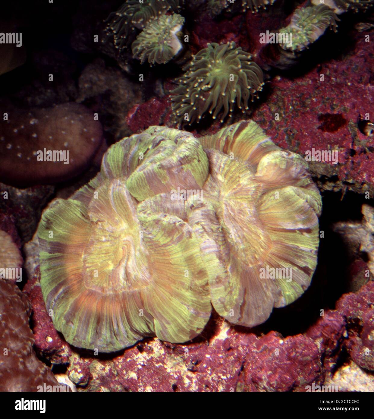 Open brain coral, Trachyphyllia geoffroyi Stock Photo