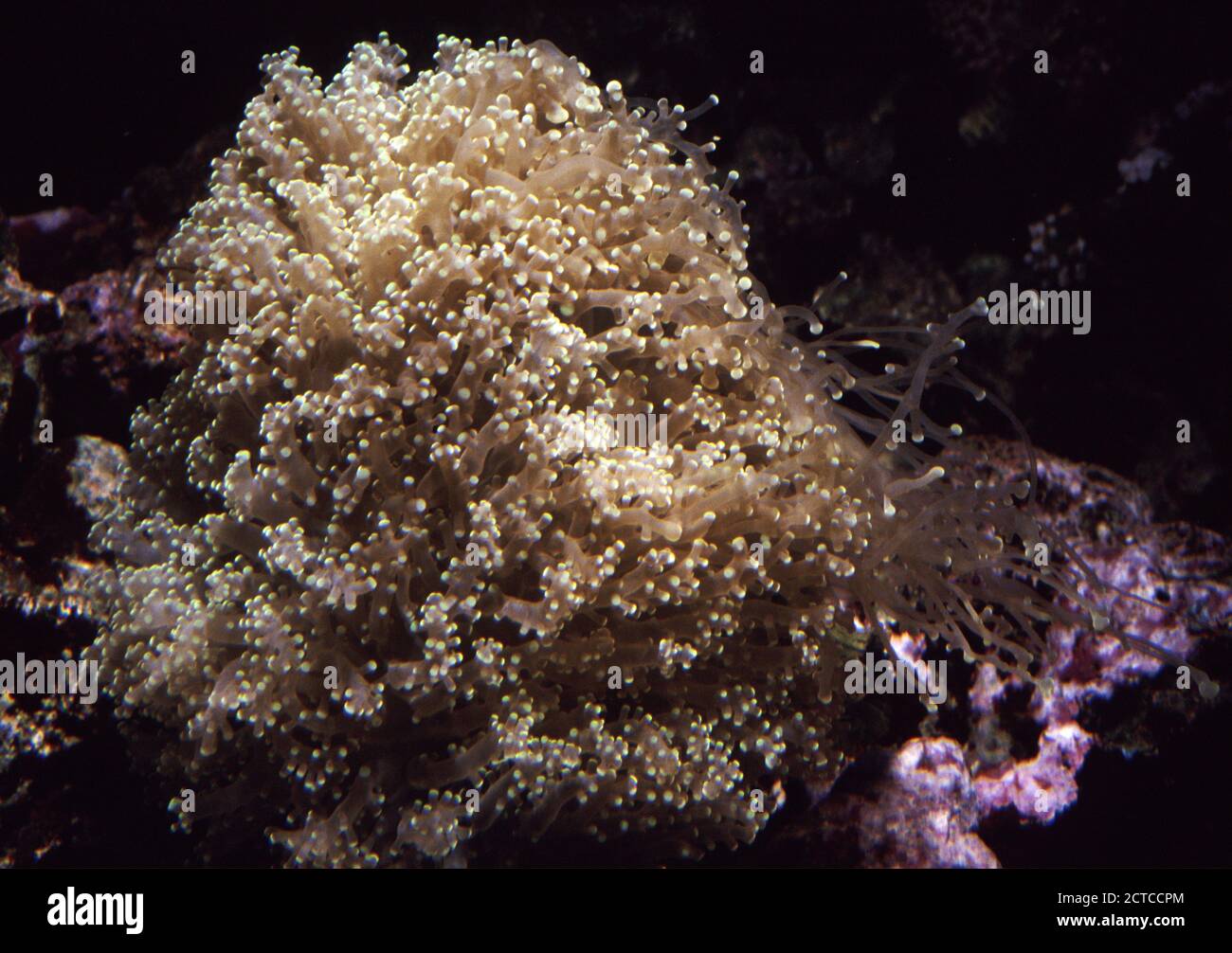 Euphyllia divisa, commonly known as frogspawn coral (expanded polyps in ...