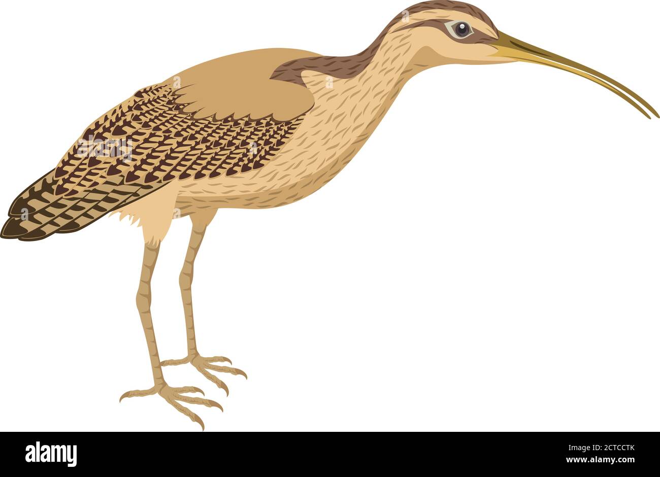 vector Long Billed Curlew Stock Vector Image & Art Alamy