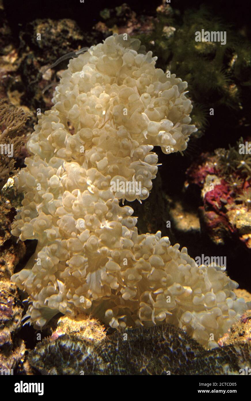 Pearl Bubble Coral, Physogyra lichtensteini Stock Photo