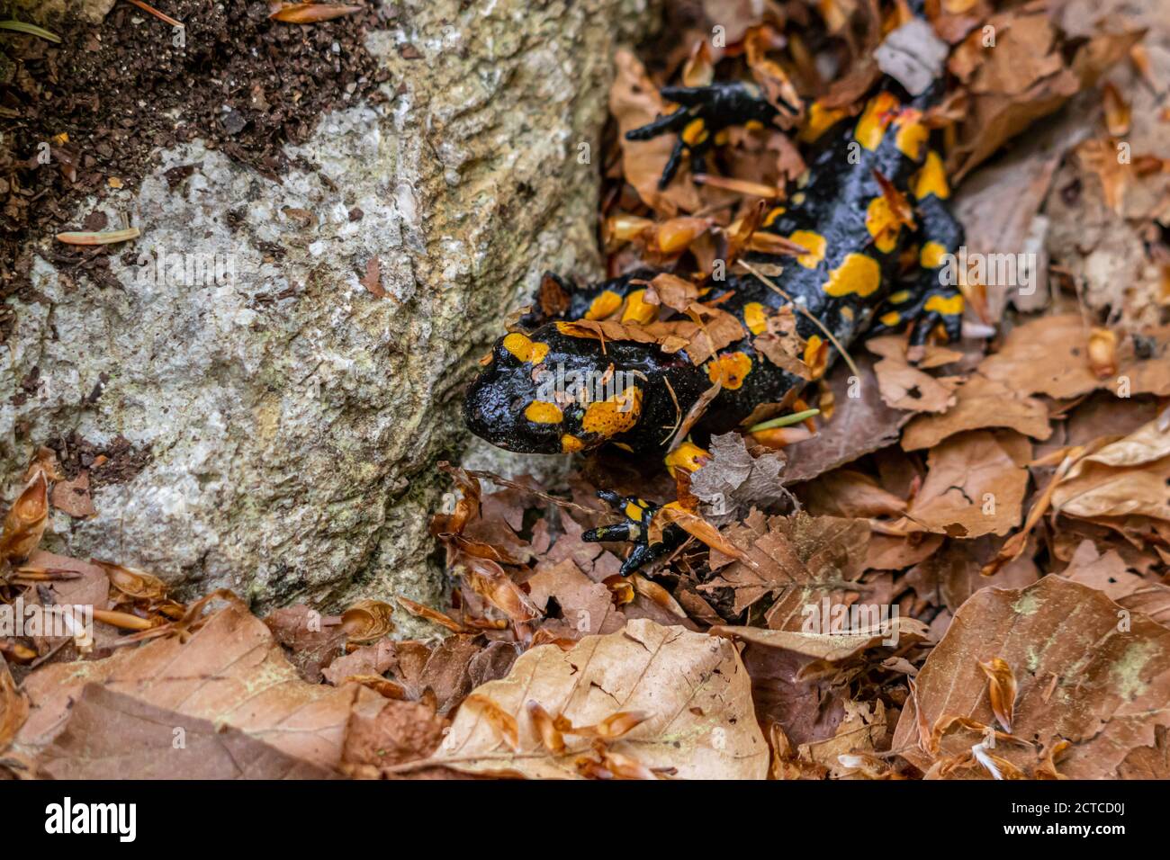 fire salamander covered in leaves Stock Photo