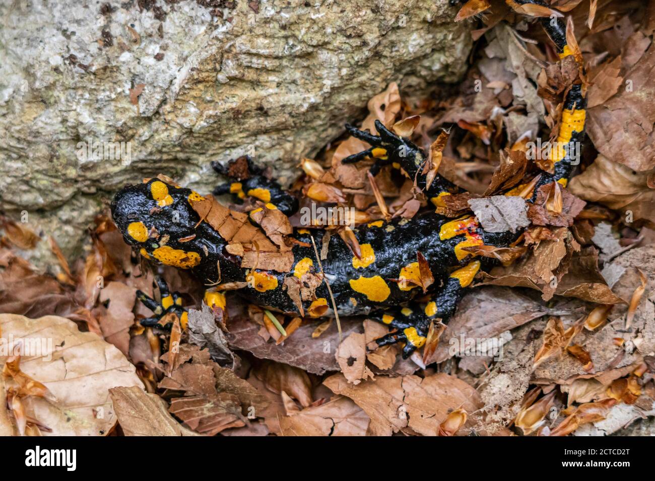 Fire salamander crawling through leaves Stock Photo