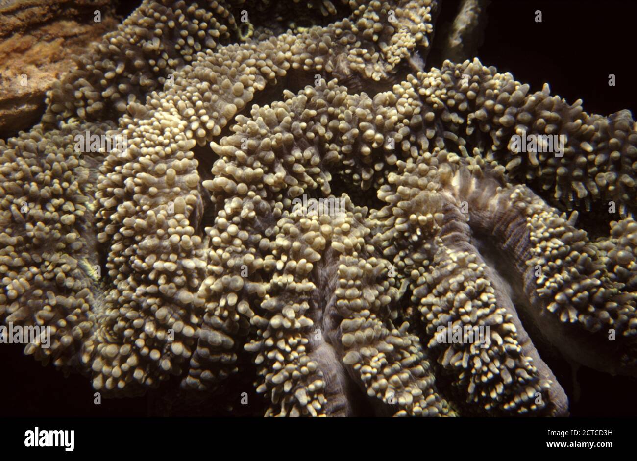 Lobophyllia hemprichii, commonly called lobed brain coral Stock Photo