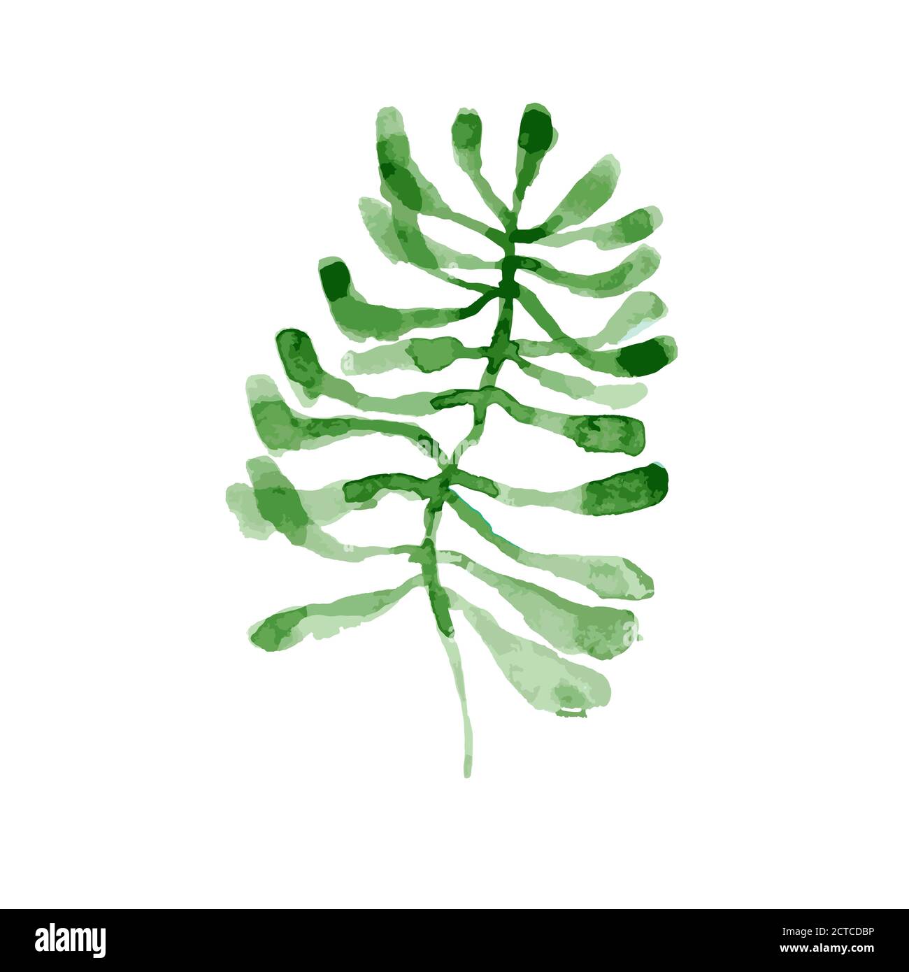 Watercolor green leaf isolated on white background Stock Vector Image ...
