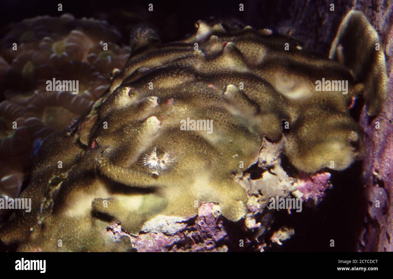 Mound coral, Porites lutea Stock Photo Alamy