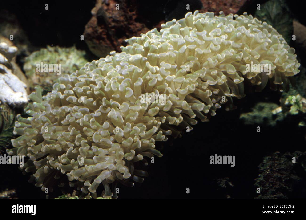 Anchor or hammer coral, Euphyllia parancora Stock Photo