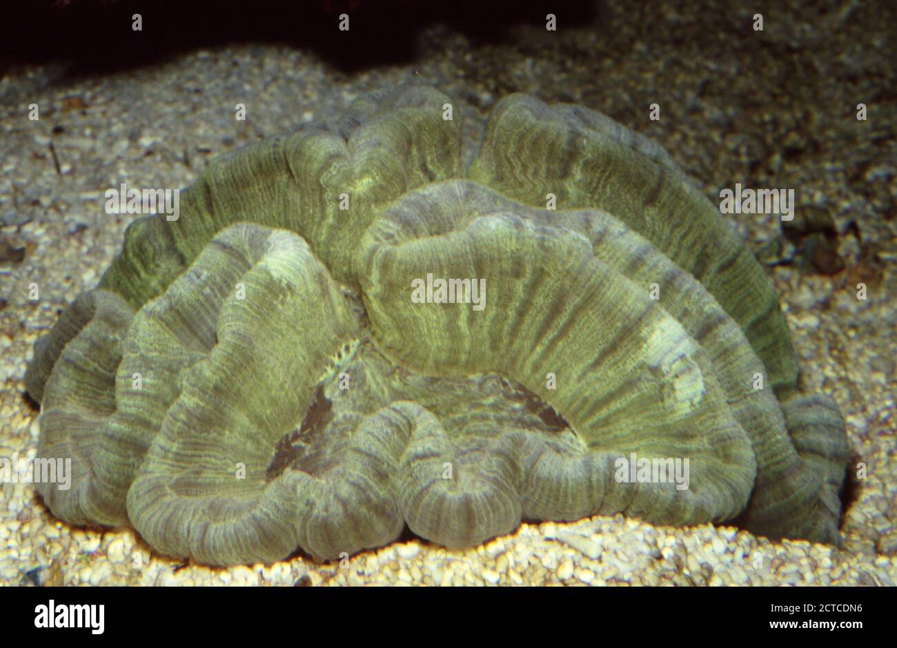 Open brain coral, Trachyphyllia geoffroyi Stock Photo