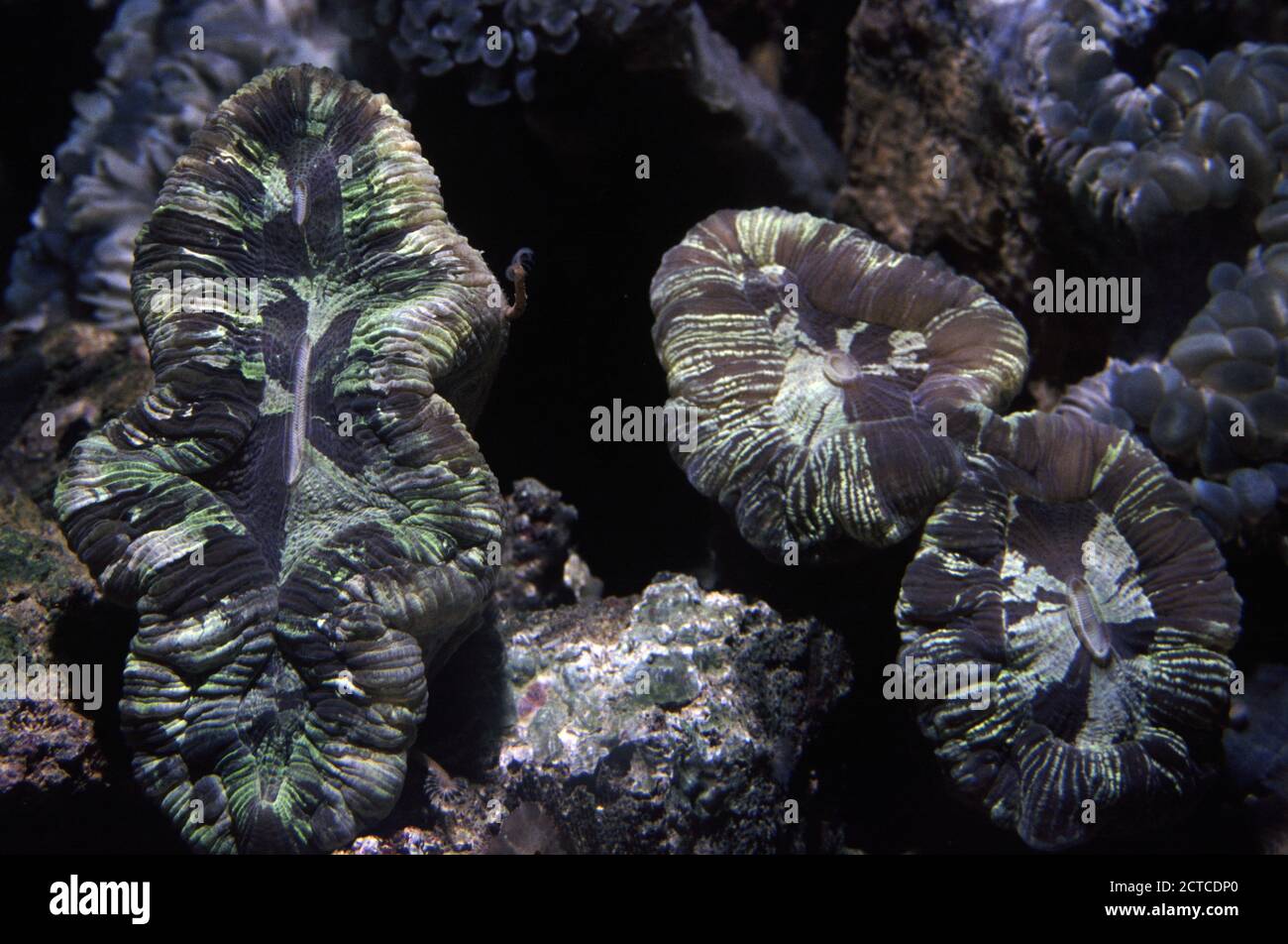 Open brain coral, Trachyphyllia geoffroyi Stock Photo