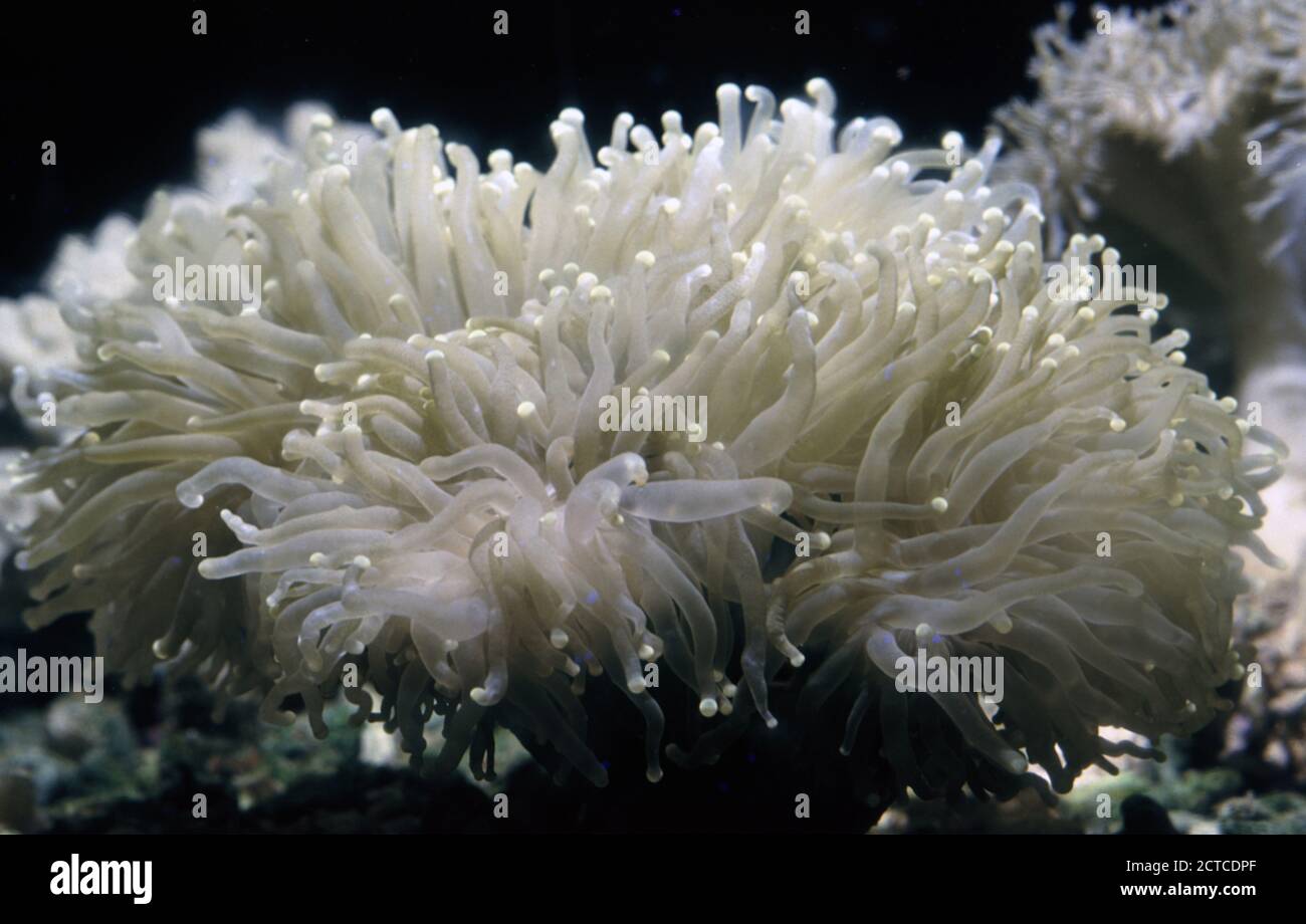 Torch coral, Euphyllia glabrescens Stock Photo