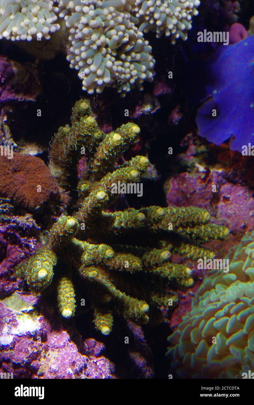 Staghorn stony coral, Acropora sp. Stock Photo