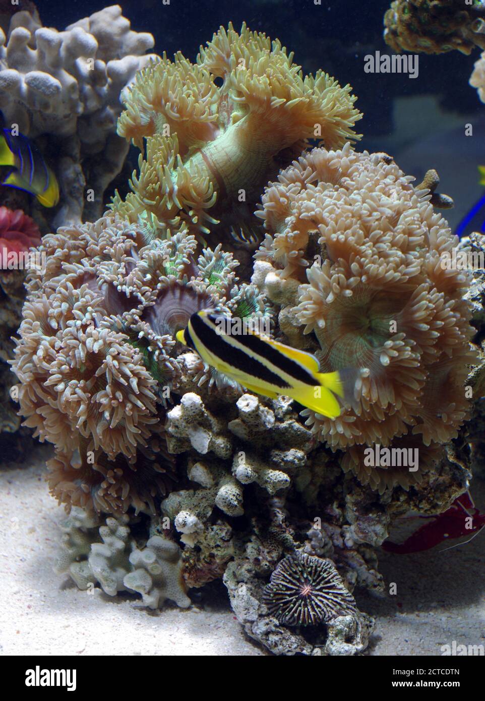 Indian butterfly (Chaetodon mitratus) and corals Stock Photo