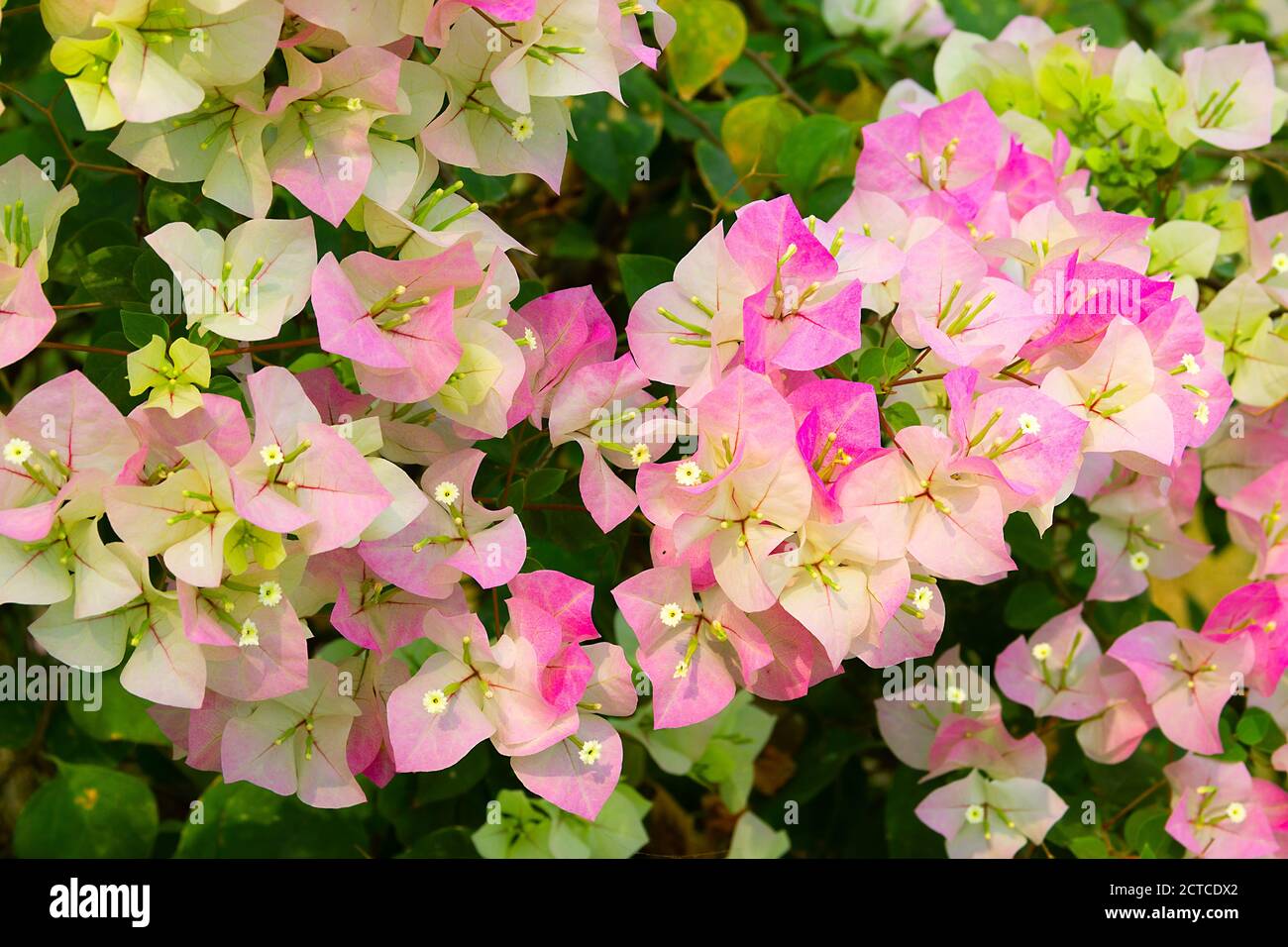 Bougainvillea - (Bougainvillea ) is beautiful flowering perennial plant that delights with its appearance. Stock Photo