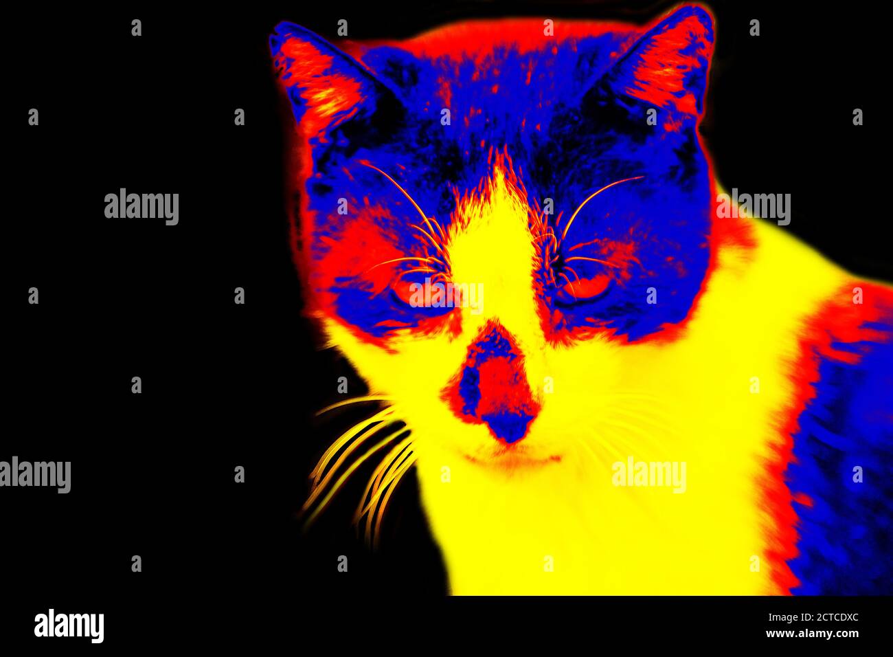 Home cat in scientific high-tech thermal imager on black background isolated Stock Photo