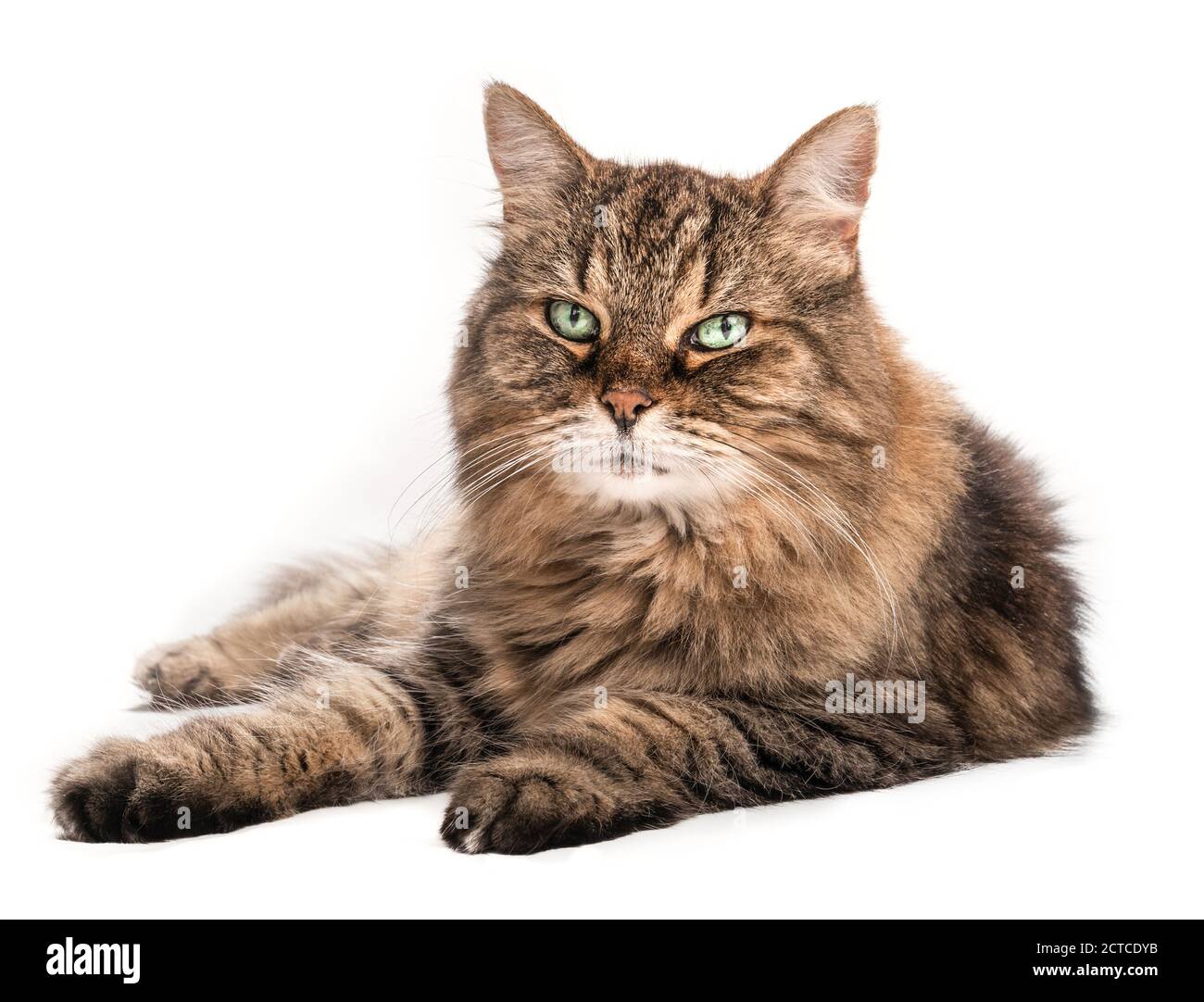 Long hair tabby cat with beautiful green eyes and long whiskers, lying sideways. Relaxed senior cat (14 years) looking at camera. Full body portrait. Stock Photo
