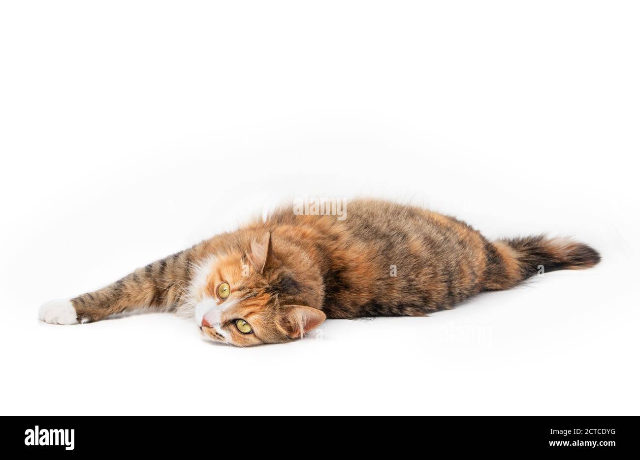 Multicolored long hair cat stretched out. Full body of relaxed kitty, lying sideways with belly-up. Striking orange and white face markings. Stock Photo