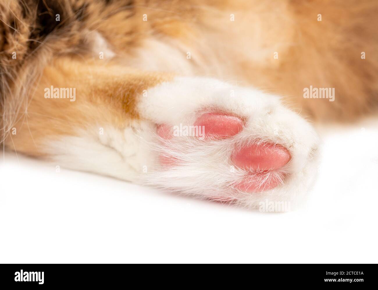 Cat paw close up.  Hind leg of white orange long hair cat. Focus on pink shock absorbed paw pads with soft multicolored blurred cat body. Stock Photo
