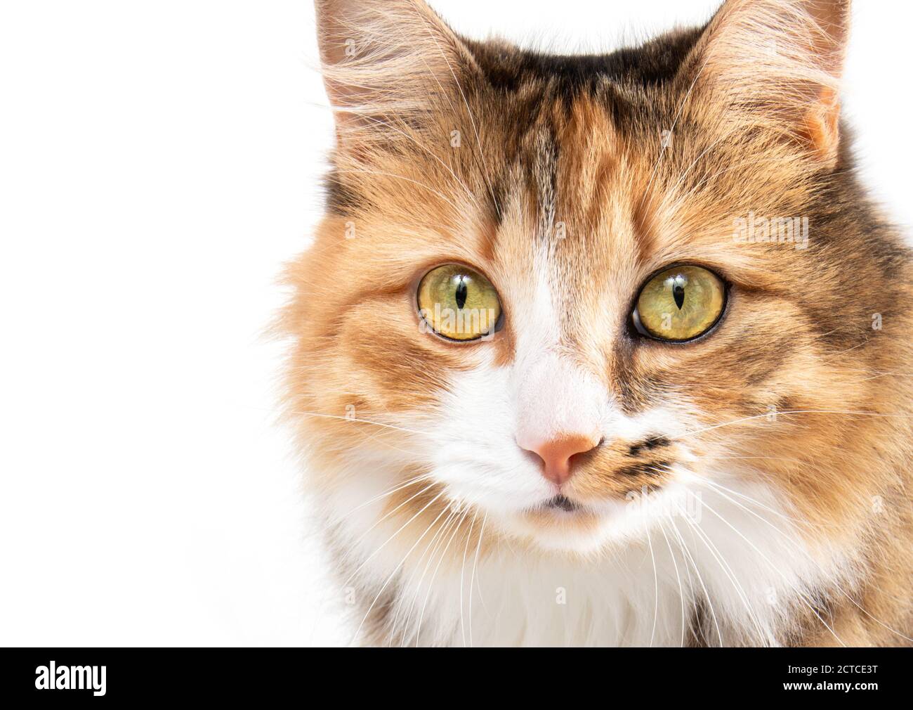 Adorable cat head portrait. Front view. Multicolored (torbie) long hair fluffy female cat with incredible markings and striking yellow eyes. Stock Photo