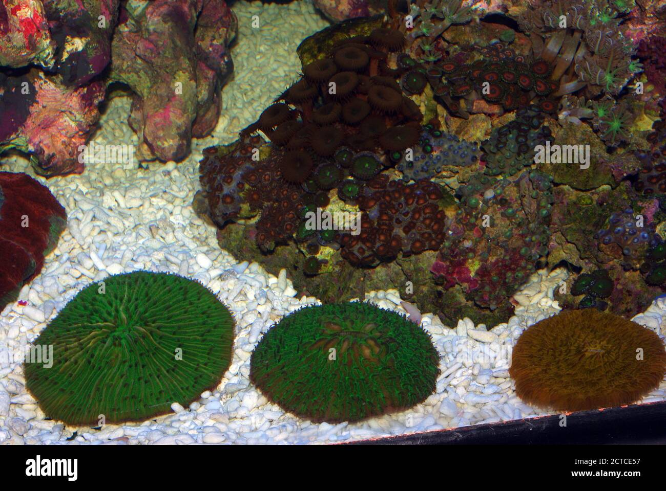 Mushroom stony coral, Fungia sp. Stock Photo
