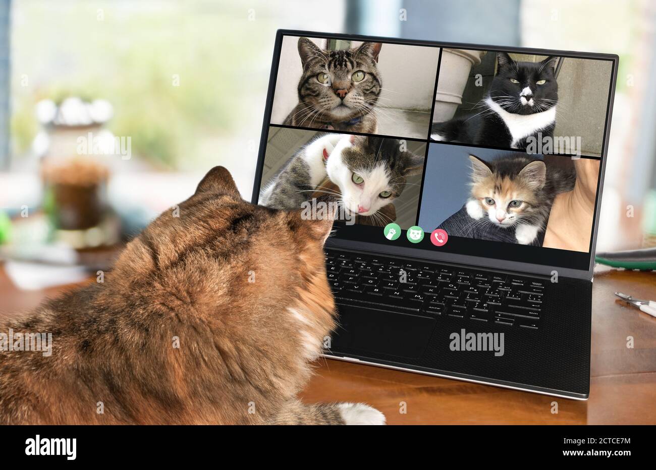 Back view of cat talking to cat friends in video conference. Group cats having an online meeting in video call using a laptop. Pets using computers Stock Photo Alamy