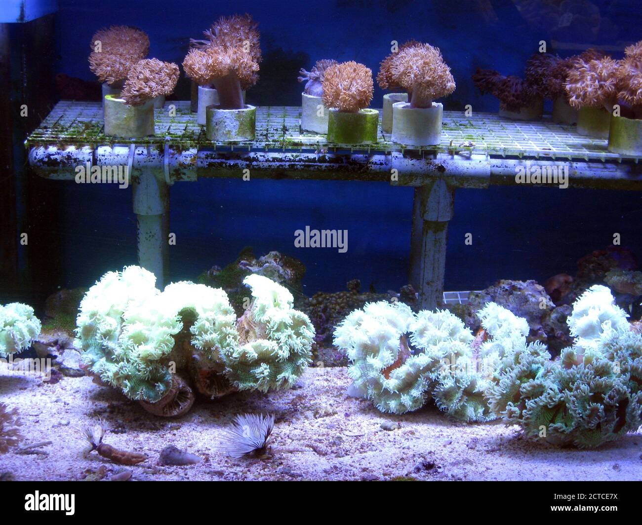 Stony corals (scleractinia) for sale in aquarium shop Stock Photo