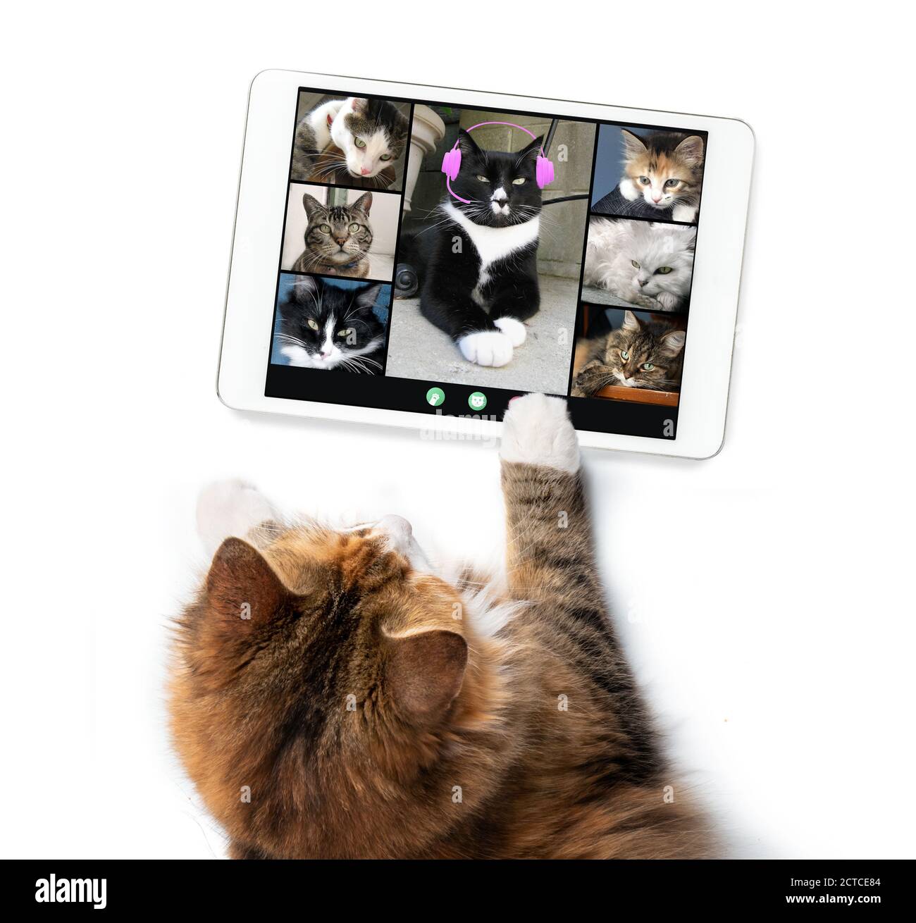 Top view of cat talking to cat friends in video conference, using a tablet. Group of cats having an online meeting. Pets using technology. Stock Photo
